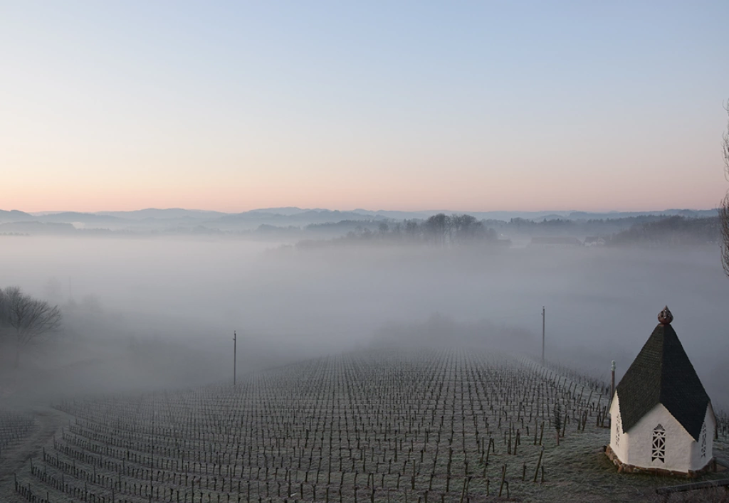 The Grubthal phenomenon: the fog line runs through the middle of the vineyard.