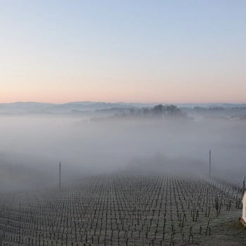 The Grubthal phenomenon: the fog line runs through the middle of the vineyard.