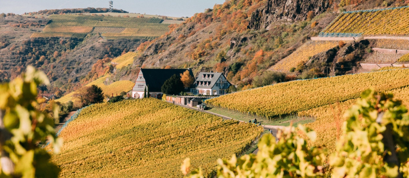 The vineyards of Gut Hermannsberg Winery