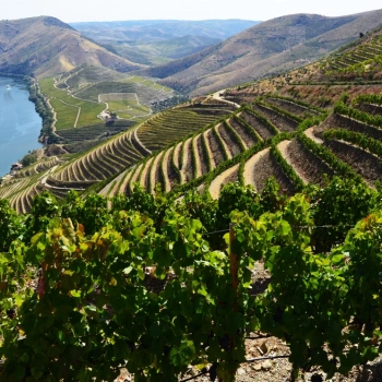 The new Douro Valley