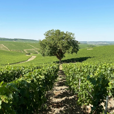 Vineyards and tree
