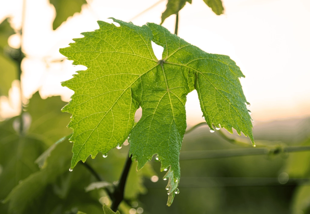 Weinrebe nach Regen