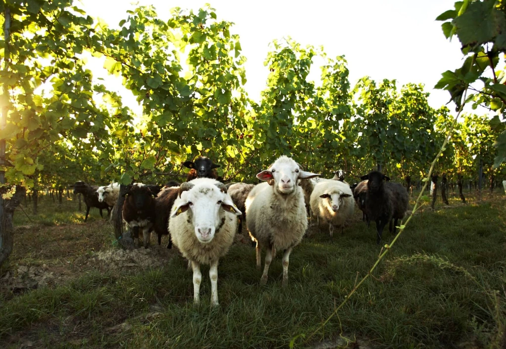 Schafe im respekt-BIODYN-Weingarten