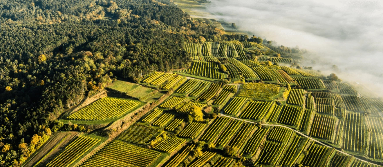 Austrian vineyards