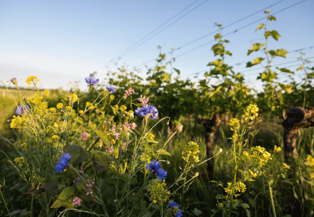 Ein Bio-Weingarten in Carnuntum in voller Pracht – umweltbewusste Weinproduktion der Carnuntiner kann sich sehen lassen.
