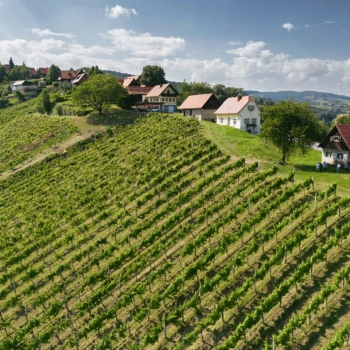 Auf den ersten Blick ein gewöhnlicher Weingarten in der idyllischen Weststeiermark. Doch in der Ried Hochgrail findet die Rebsorte Blauer Wildbacher exakt, was sie braucht, um zur Höchstform aufzulaufen.