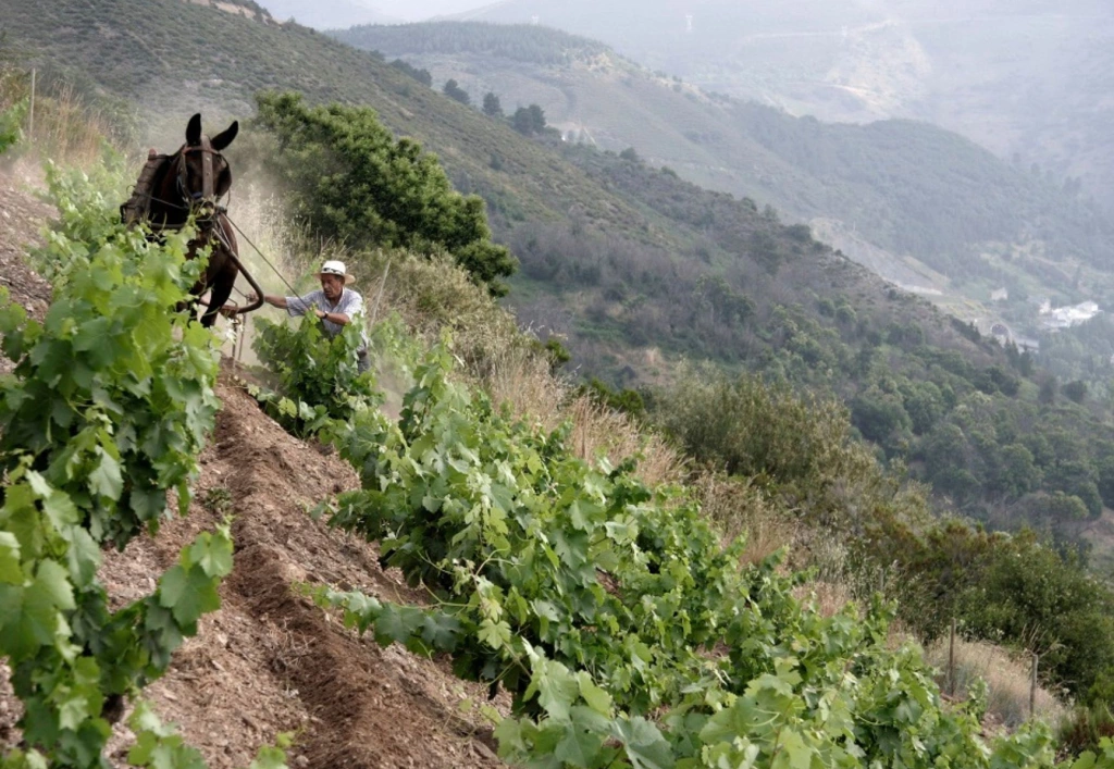 Agustín working in the vineyards of Las Lamas in the village of Corullón