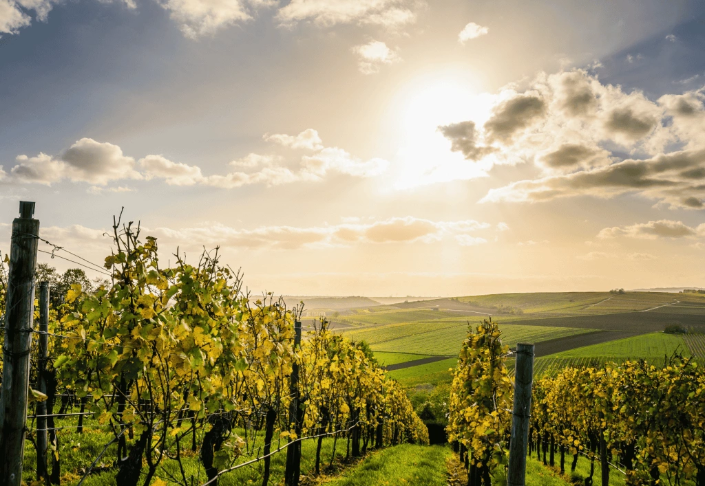 Weingarten im Herbst